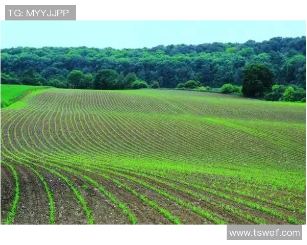 传统豪门复苏态势分析与未来发展趋势探讨